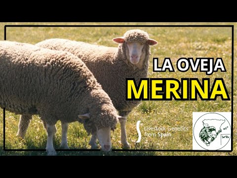 , title : 'CONOCE a la OVEJA MERINA - Livestock Genetics Form Spain'