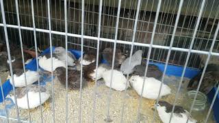 Cút kiểng ăn gì - cập nhất mới nhất