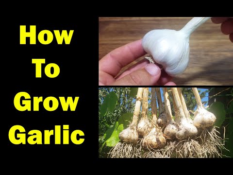 YouTube video about: When to plant garlic in kansas?