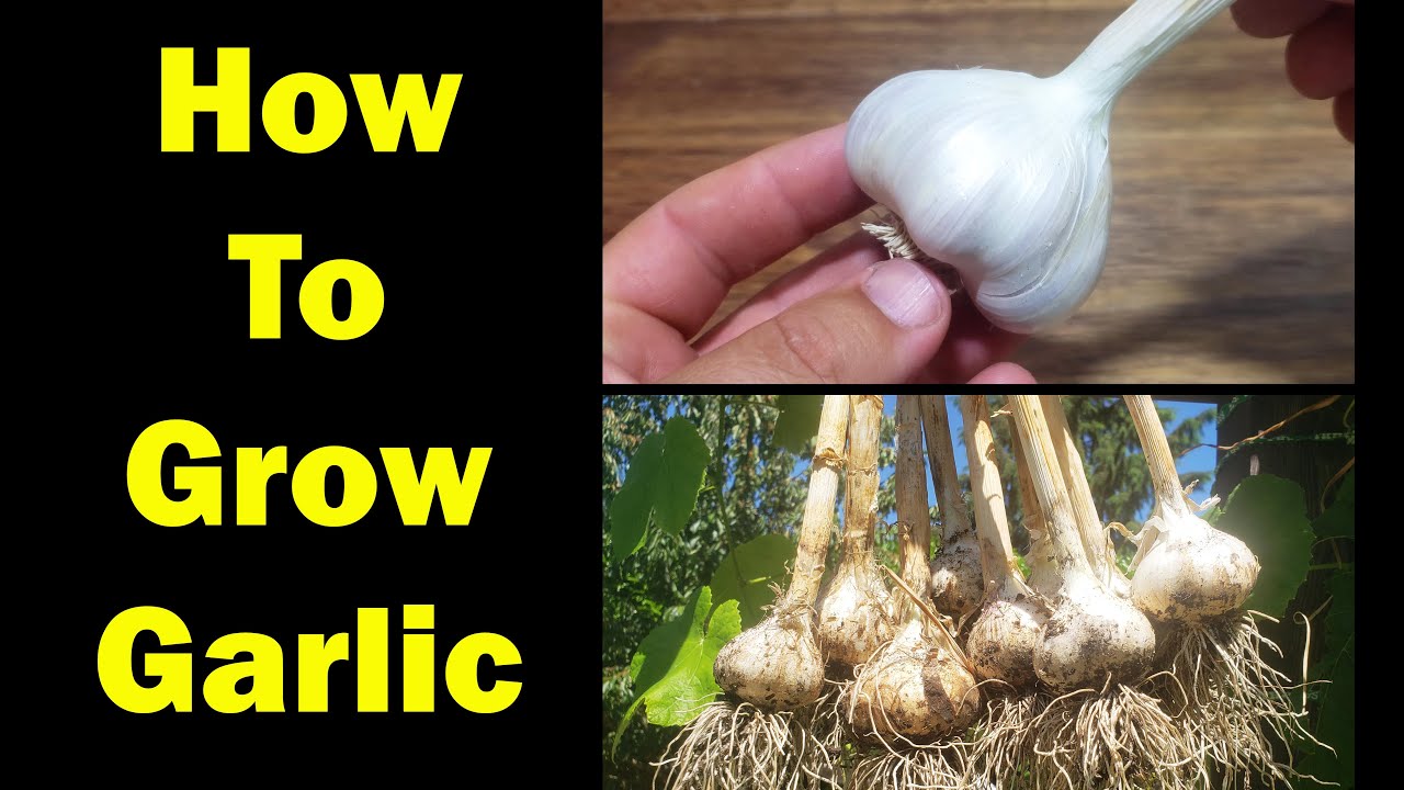 How To Grow Garlic - The Definitive Guide For Beginners