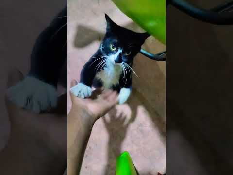 #cat #funny #short #