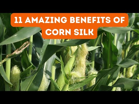 Discover the Powerful Health Benefits of CORN SILK