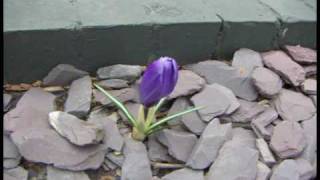 Tuva Novotny - Not Dark Yet (Bob Dylan cover)