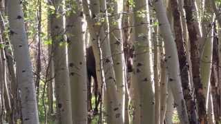 preview picture of video 'Moose On The Loose!-Leadville, CO'