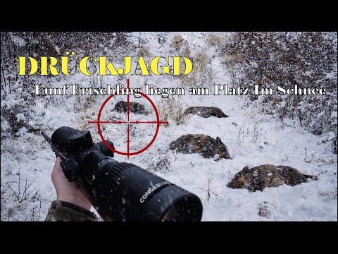 Drückjagd fünf Frischling liegen am Platz Im Schnee. #drückjagd #jagd