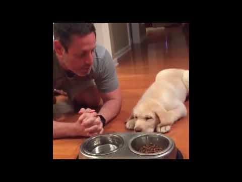 Funniest Animals | Awesome cute Pet Animals Life Videos Edit