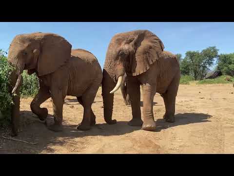 Female elephant tries to gain the attention of her male counterpart