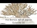 The Bonsai Art of Japan - Episode 35 