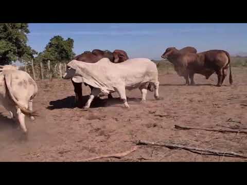 GANADERÍA SAN FRANCISCO....