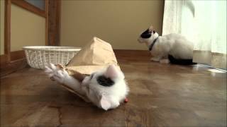 The best part is how all the grown-up cats are standing around all "what do you think you're doing?!" at her. Loosen up, dudes!