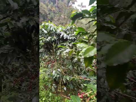 🤩☕️🇨🇴así está la cosecha en ACEVEDO HUILA 🇨🇴🤠☕️