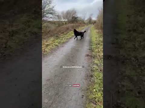 Dog and horse incident in Devon. #horse #horseriding #dog #equestrian #doglife #dogtraining #pets