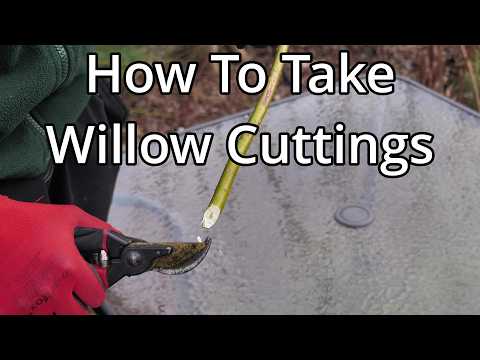 How To Grow Willow From Cuttings