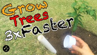 How to plant a tree so that it grows 3 times faster. Root training method.