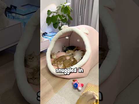 Buying a Huge Bed For Cats 🥹❤️