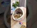Buying A Huge Bed For Cats 🥹 ️