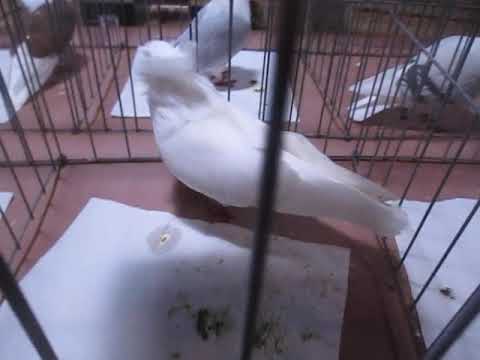 , title : 'White Komorner Tumbler Faircount Pigeon Show'