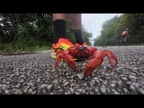 On On Christmas Island