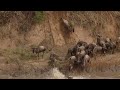 WILDEBEEST RUNNING DOWN SMALL CLIFF AND CROSS THE RIVER 4K