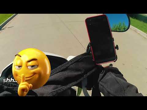 Cisnes en Las Flores Pcia BS AS, Los conocias?