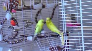 preview picture of video 'Budgie Li'l Babi Meets His Twin'