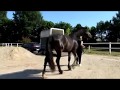 Tammy S Umzug Erstes Eigenes Pferd