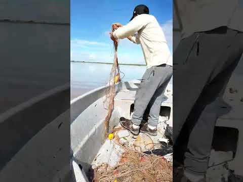 sacando dorados con rastra!!santa fe ❤️