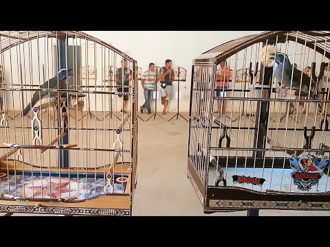 TRINCA FERRO TORNEIO 2024! JÁ ESQUENTOU SEU TRINCA AI?!!