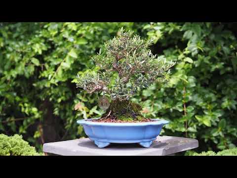 Plant City Bonsai - Summer 2024 Nursery Tour