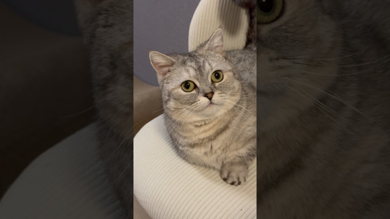 エンジン全開の小招き猫