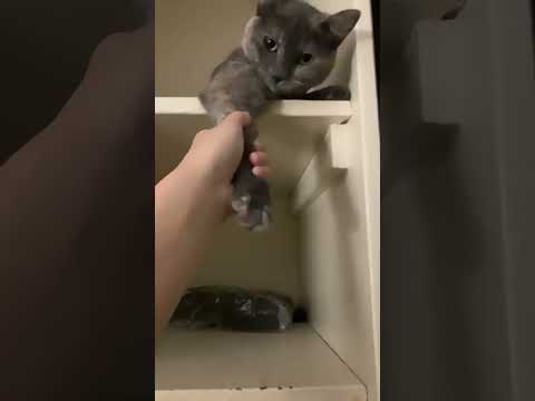 My babies (I know they’re cats leave me people even though I treat them like kids)￼ #catperson