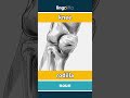 knee - rodilla video thumbnail