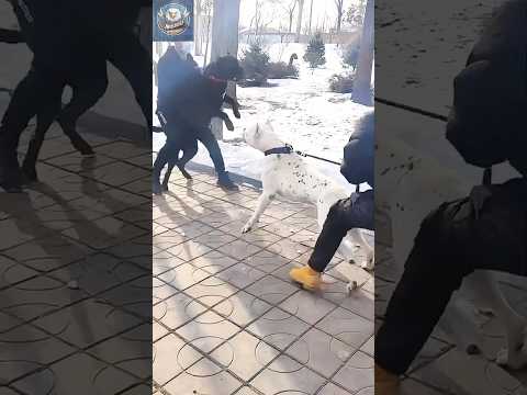 Dogo vs Pitbull | Brutal Power Comparison of Two Legendary Beasts!