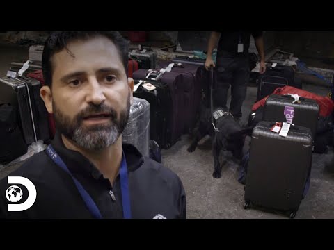 The Four-Legged Agent Who Never Fails | Airport – Restricted Area | Discovery Brazil