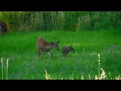 Bouncing Baby Deer