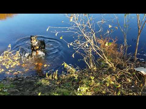 European Doberman 82Pounds 14 M old