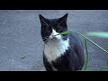 Tuxedo Cat Is Little Grumpy On Her
