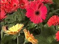 Gerbera Daisies