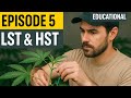 Turning One Plant Into A Forest The Power Of Training Topping