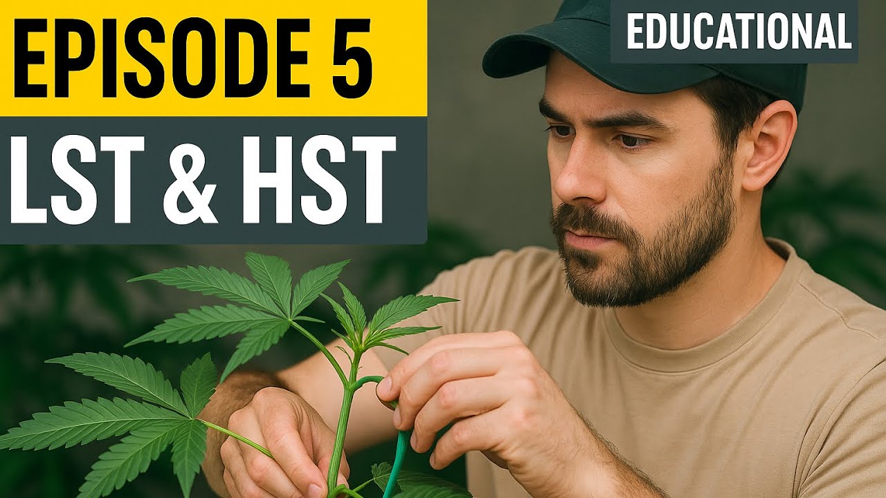 Turning One Plant into a Forest – The Power of Training & Topping 🌿