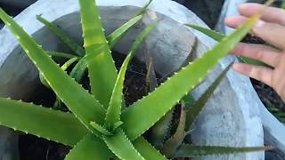 preview picture of video '107 Nha đam miền tây nói về nha đam thái Aloe Barbadensis'