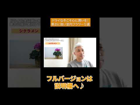 ジプラデニアは冬にいつ持ち込むべきですか?花を寒さから守るためのヒント  庭園