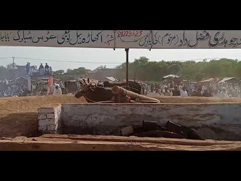 bull race jada jhelum 23rd March 2022| Akhara bail jada jhelum 2022