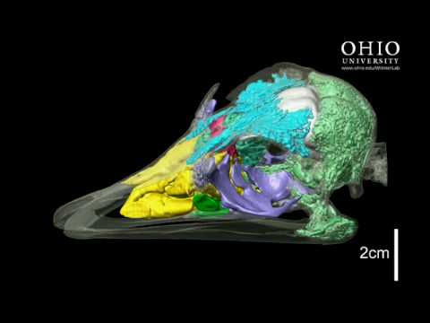 WitmerLab: ostrich brain, nasal cavity, and other air spaces - Rolling Animation