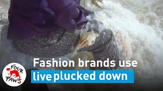 Shocking new footage of geese being live plucked for down feathers in fashion | FOUR PAWS
