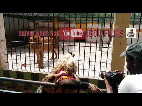 Quand le faux lion rencontre le vrai lion