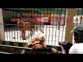 Quand Le Faux Lion Rencontre Le Vrai Lion