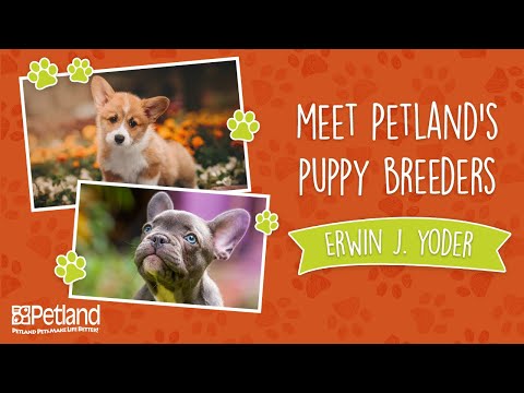 Petland Breeder Vlog Erwin J Yoder Short Version