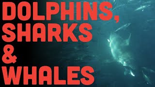 Sardine Run 2025: Trip Report