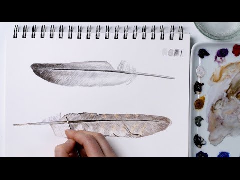How to paint realistic feathers in watercolor with Anna Mason